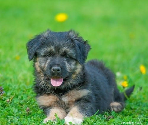 Bergamasco Sheepdog Puppies: Unique Traits, Care & Development