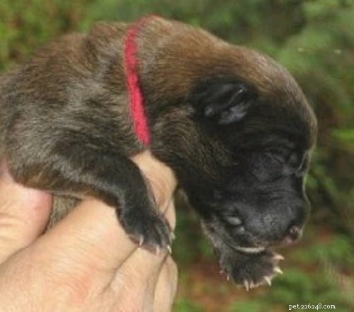 Belgian Tervuren Puppies: Ideal Companion for Active Families