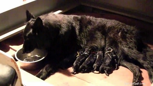 Belgian Sheepdog Puppies: Growth, Care, and Temperament Insights
