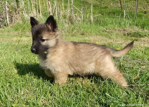 Belgian Tervuren Puppies: Ideal Companion for Active Families