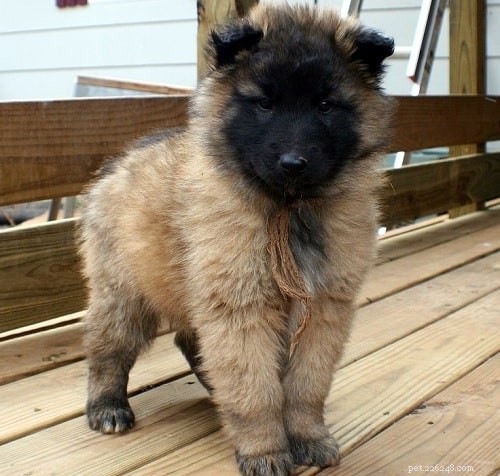 Belgian Tervuren Puppies: Ideal Companion for Active Families
