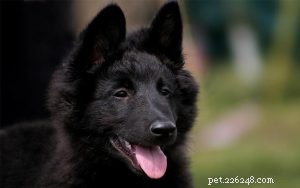 Belgian Sheepdog Puppies: Growth, Care, and Temperament Insights