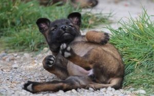 Expert Guide to Raising Belgian Malinois Puppies