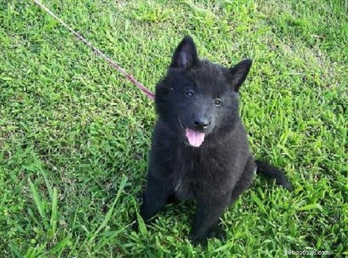 Belgian Sheepdog Puppies: Growth, Care, and Temperament Insights