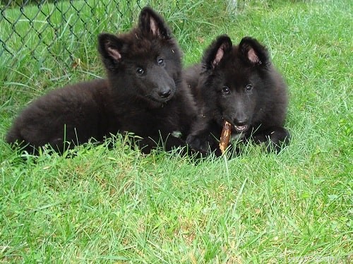 Belgian Sheepdog Puppies: Growth, Care, and Temperament Insights