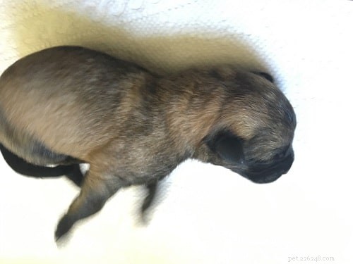 Expert Guide to Raising Belgian Malinois Puppies