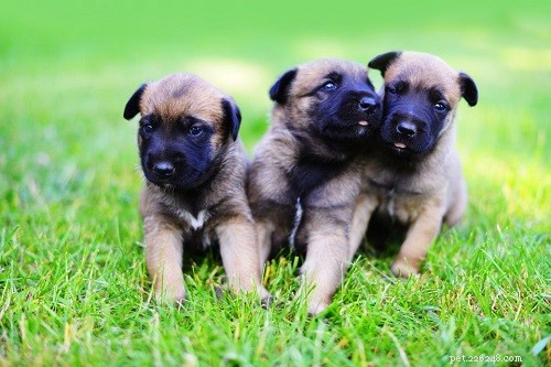 Expert Guide to Raising Belgian Malinois Puppies