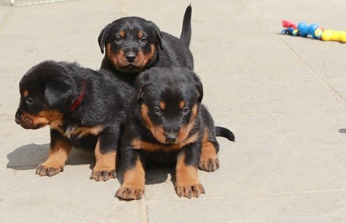 Beauceron Puppies: Care Guide & Behavioral Insights