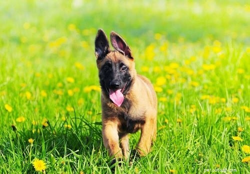 Expert Guide to Raising Belgian Malinois Puppies