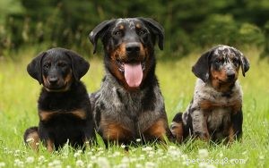 Beauceron Puppies: Care Guide & Behavioral Insights