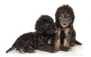 Bedlington Terrier Puppies: Growth, Care, and Family Companionship