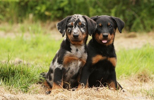 Beauceron Puppies: Care Guide & Behavioral Insights