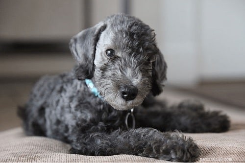 Bedlington Terrier Puppies: Growth, Care, and Family Companionship