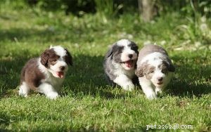 Caring for Bearded Collie Puppies: A Comprehensive Guide