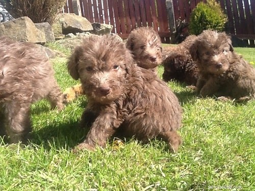Bedlington Terrier Puppies: Growth, Care, and Family Companionship