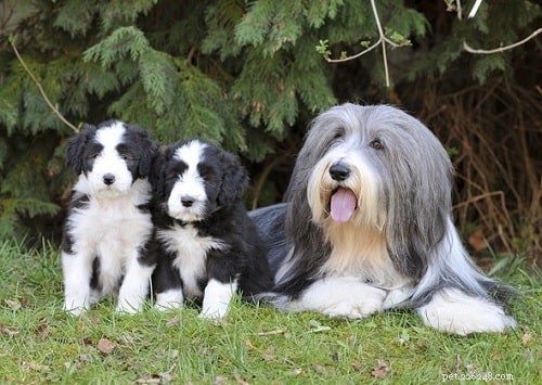 Caring for Bearded Collie Puppies: A Comprehensive Guide