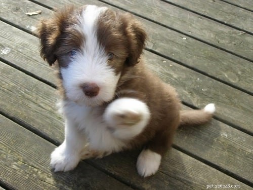 Caring for Bearded Collie Puppies: A Comprehensive Guide