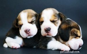Adorable Beagle Puppies: Traits, Care, and Breeding Insights