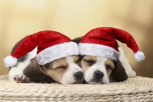 Adorable Beagle Puppies: Traits, Care, and Breeding Insights