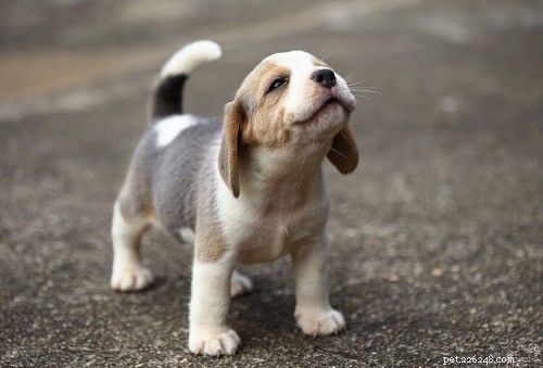 Adorable Beagle Puppies: Traits, Care, and Breeding Insights