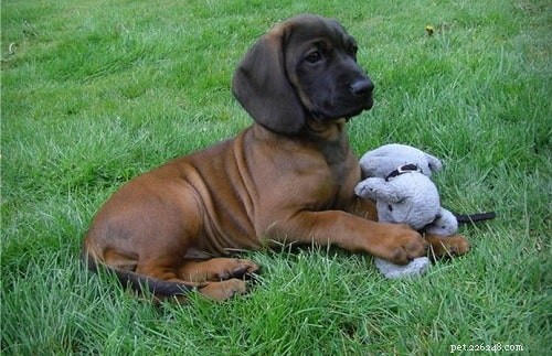 Bavarian Mountain Scent Hound Puppies: Care Guide & Breeding Insights
