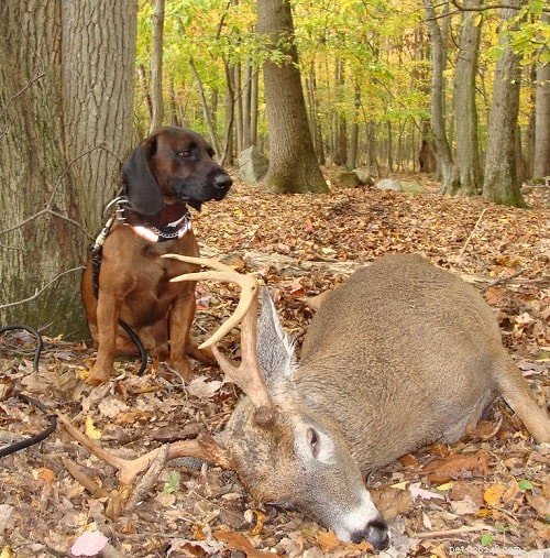 Bavarian Mountain Scent Hound Puppies: Care Guide & Breeding Insights