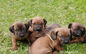 Bavarian Mountain Scent Hound Puppies: Care Guide & Breeding Insights