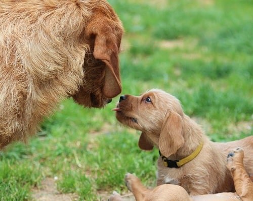 Basset Fauve de Bretagne Puppies: Care, Traits, and Breeding Guide
