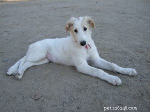 Caring for Newborn Borzoi Puppies: A Complete Guide