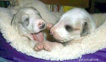Caring for Newborn Borzoi Puppies: A Complete Guide