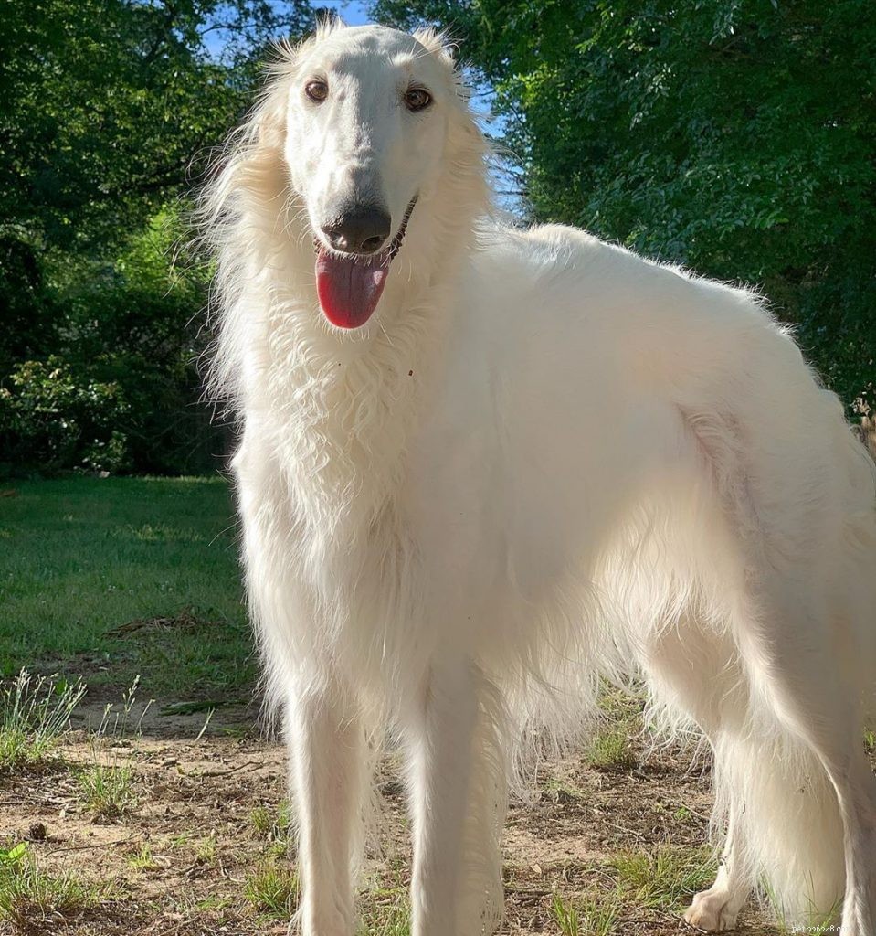 Caring for Newborn Borzoi Puppies: A Complete Guide