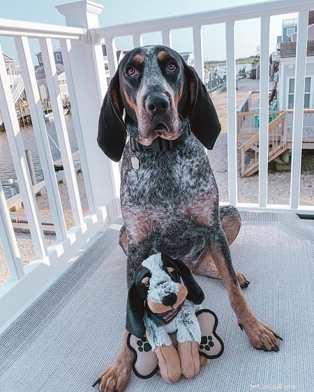 Bluetick Coonhound Puppies: A Complete Guide to Growth and Care