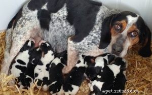 Bluetick Coonhound Puppies: A Complete Guide to Growth and Care