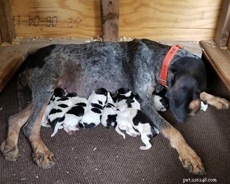 Bluetick Coonhound Puppies: A Complete Guide to Growth and Care
