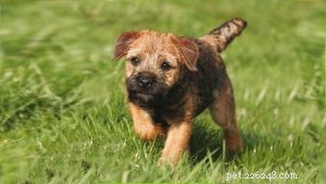 Everything You Need to Know About Border Terrier Puppies
