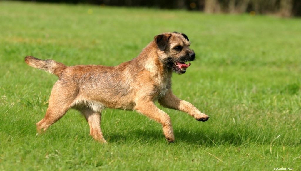 Everything You Need to Know About Border Terrier Puppies