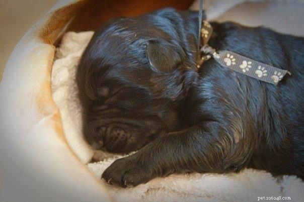 Caring for Black Russian Terrier Puppies: Growth, Training, and Socialization Tips