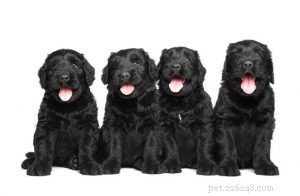 Caring for Black Russian Terrier Puppies: Growth, Training, and Socialization Tips