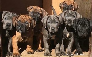 Boerboel Puppies: Growing Up – A Guide to Development & Care