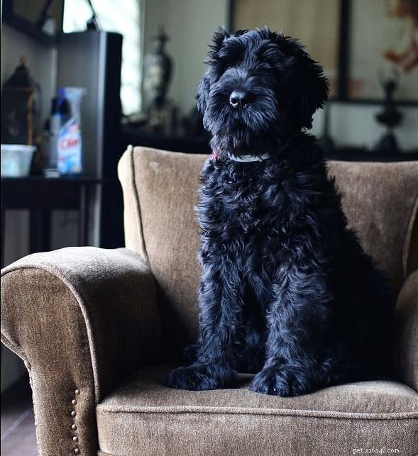 Caring for Black Russian Terrier Puppies: Growth, Training, and Socialization Tips
