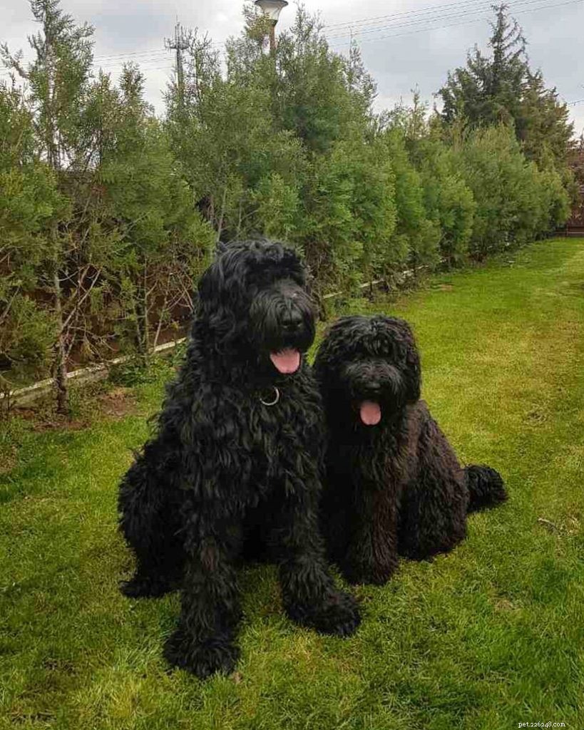 Caring for Black Russian Terrier Puppies: Growth, Training, and Socialization Tips