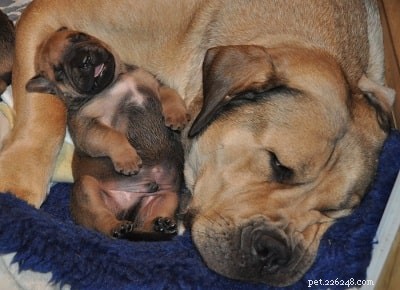 Boerboel Puppies: Growing Up – A Guide to Development & Care