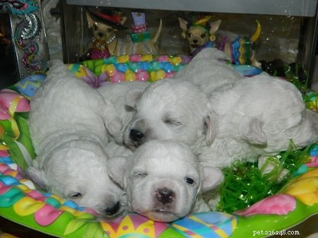Meet Your New Bolognese Terrier Puppy: Care, Development, and Family Life