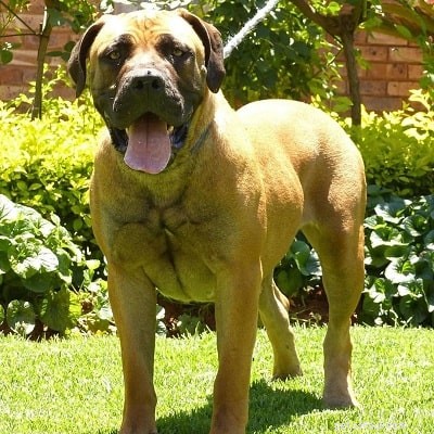 Boerboel Puppies: Growing Up – A Guide to Development & Care