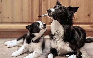 Border Collie Puppies: Expert Care and Development Guide