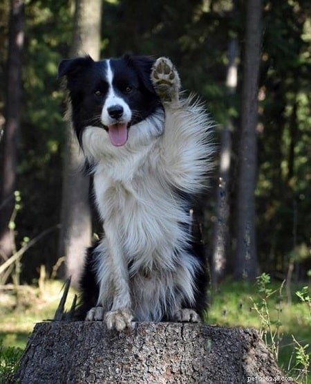 Border Collie Puppies: Expert Care and Development Guide