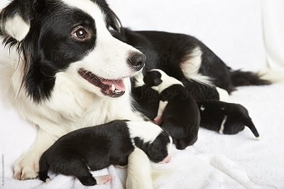 Border Collie Puppies: Expert Care and Development Guide