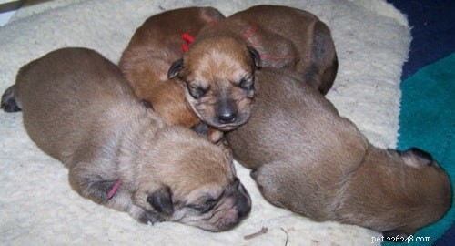 Berger Picard Puppies: Traits, Care, and Breeding Insights
