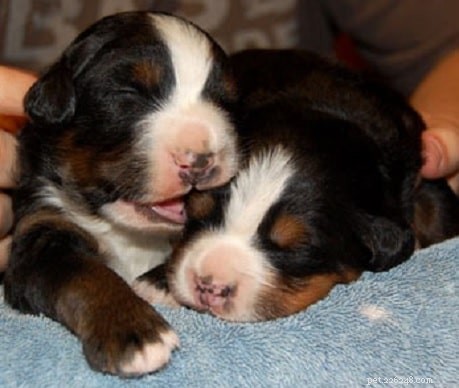 Bernese Mountain Dog Puppies: Care, Development, and Family Compatibility