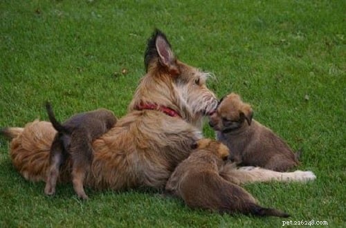 Berger Picard Puppies: Traits, Care, and Breeding Insights